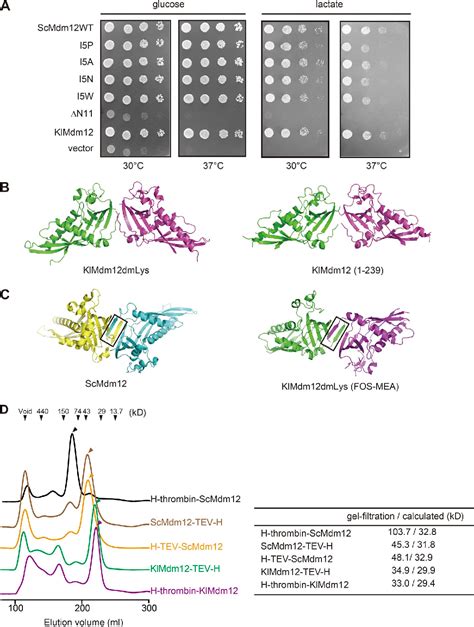 Structure–function insights into direct lipid transfer between 